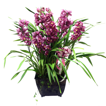 심비디움(레드)4호(겨울)